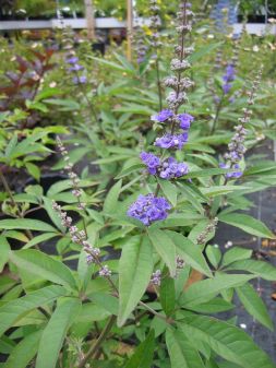 Mnchspfeffer-Vitex agnus castus latifolia